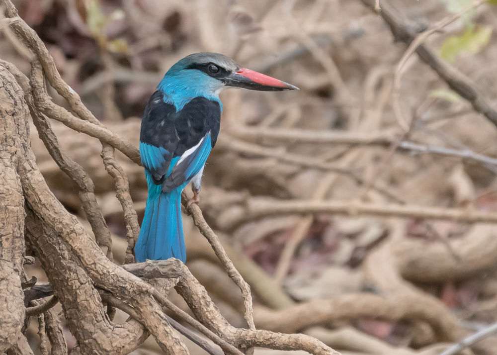 Blue-breasted Kingfisher