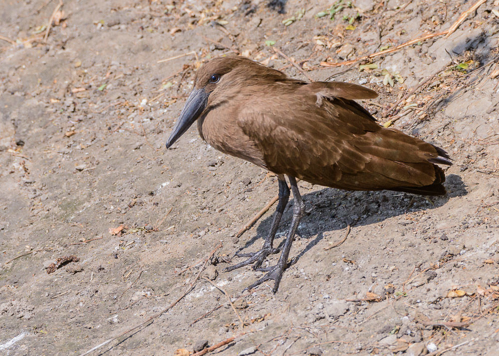 Hamerkop (4)