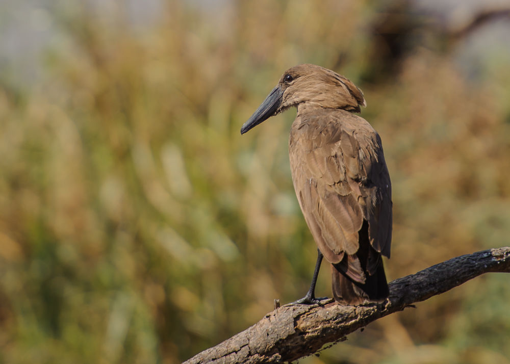 Hamerkop (5)