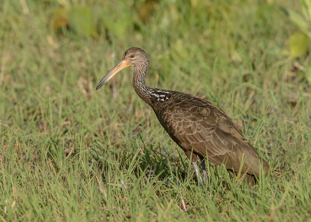 Limpkin (1)