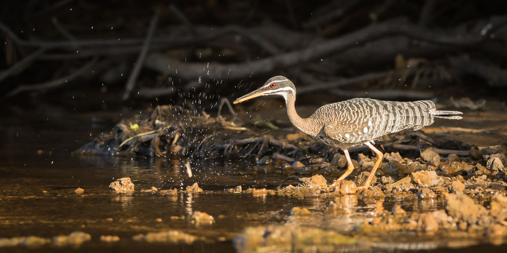 Sunbittern (3)