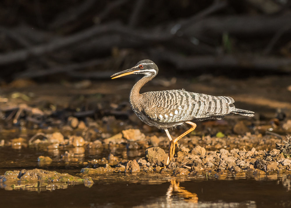 Sunbittern (4)