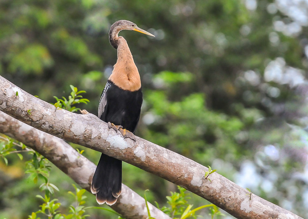 Anhinga (1)