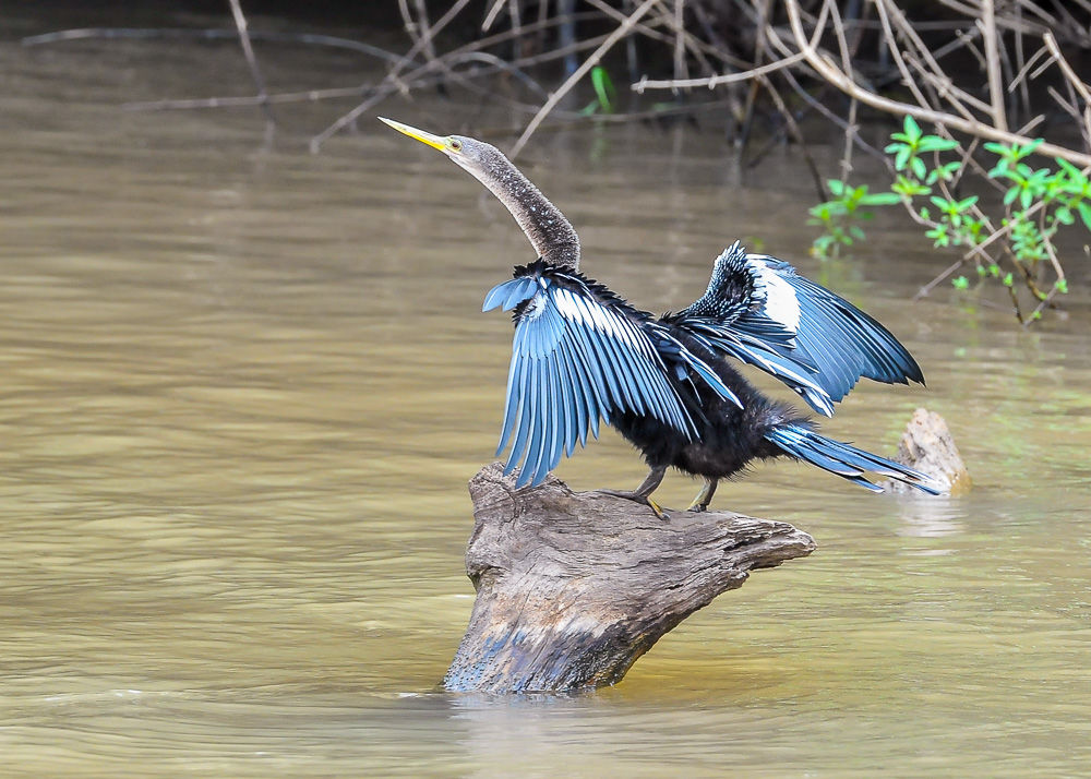 Anhinga (4)