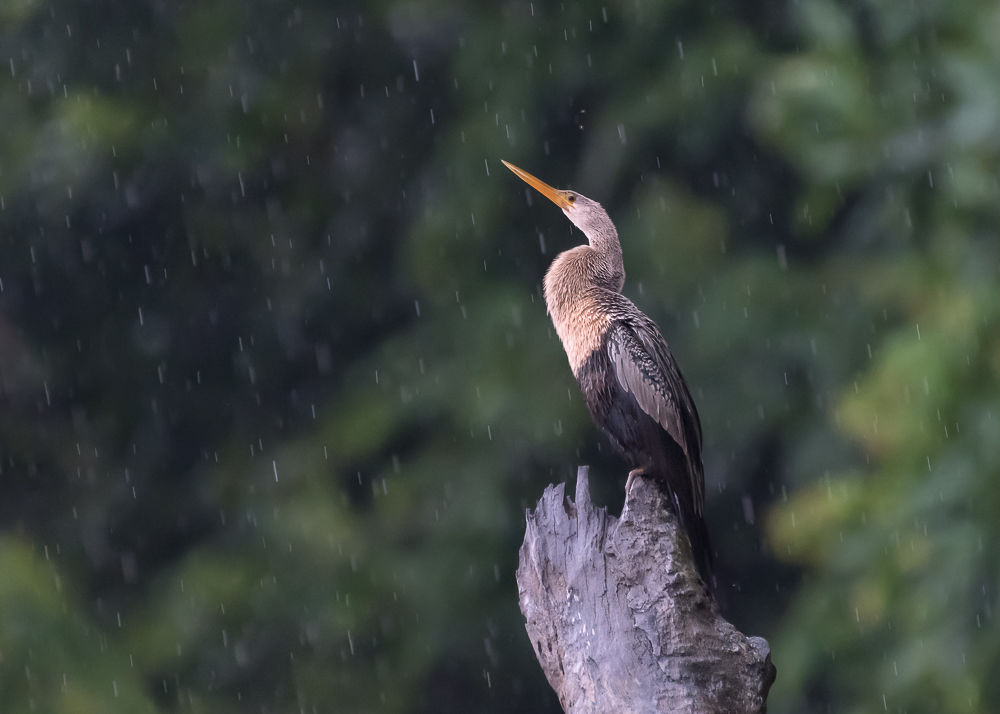 Anhinga (7)