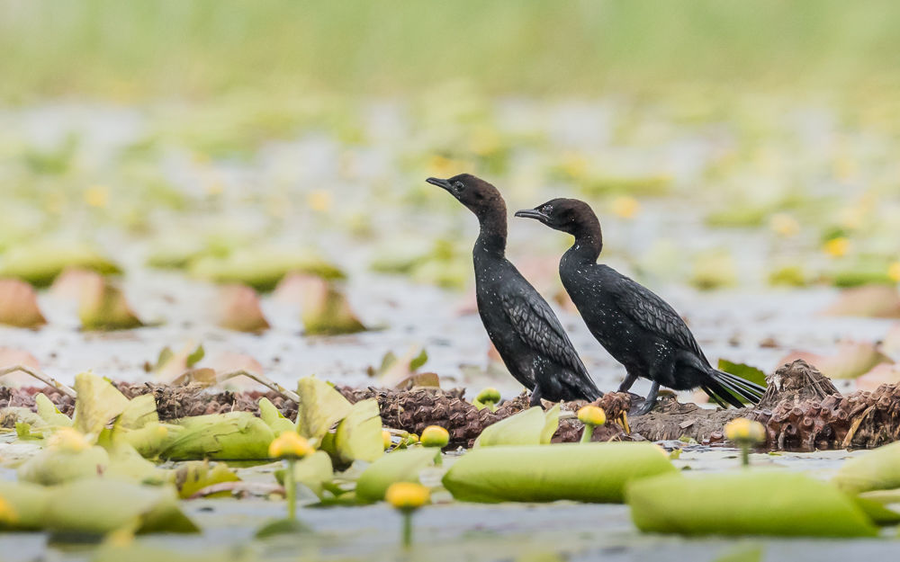 Pygmy Cormorant (1)