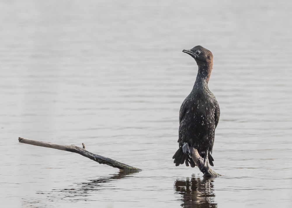 Pygmy Cormorant (2)