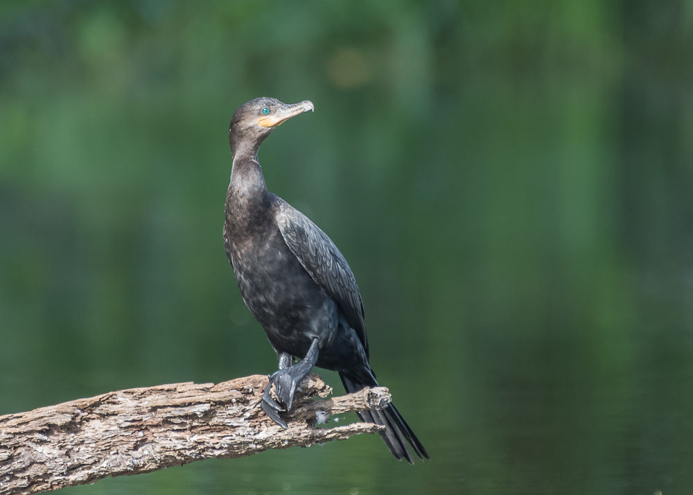 Neotropic Cormorant (3)