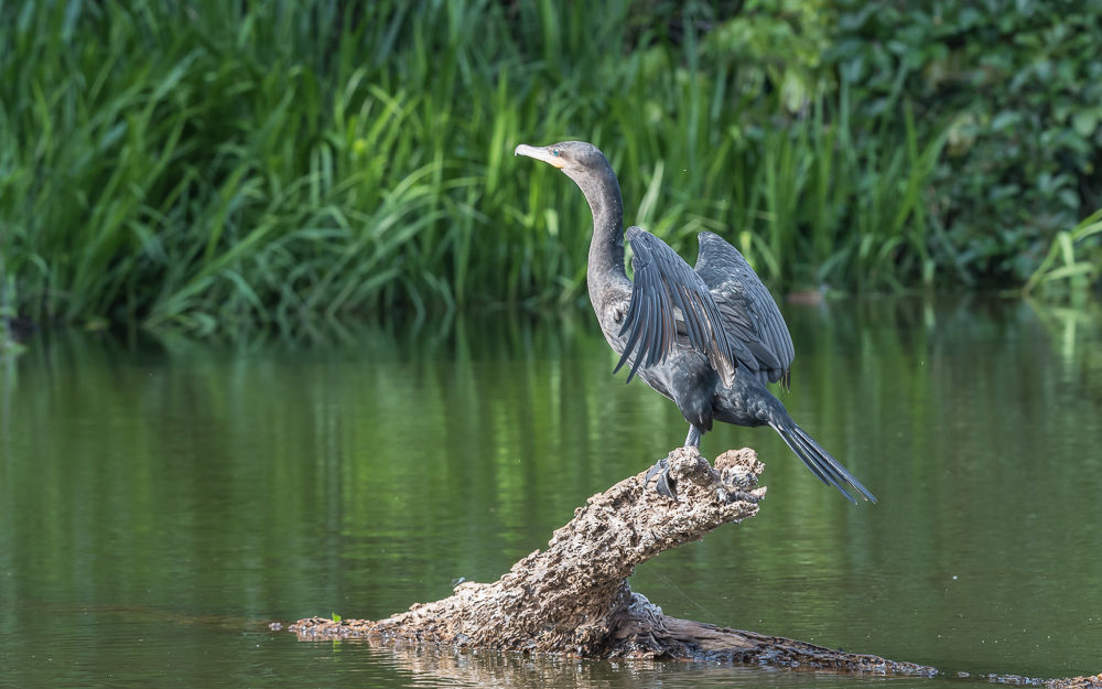 Neotropic Cormorant (4)