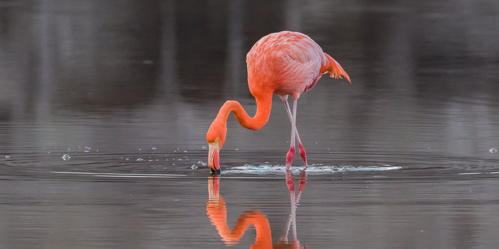 American Flamingo (2)