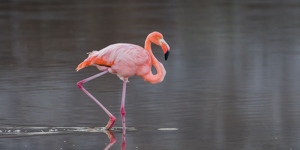 American Flamingo (3)