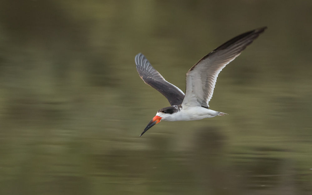 Black Skimmer (2)