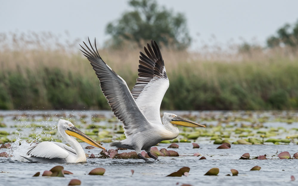 Dalmatian Pelican (3)