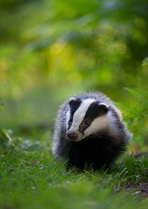 BWPA Awards