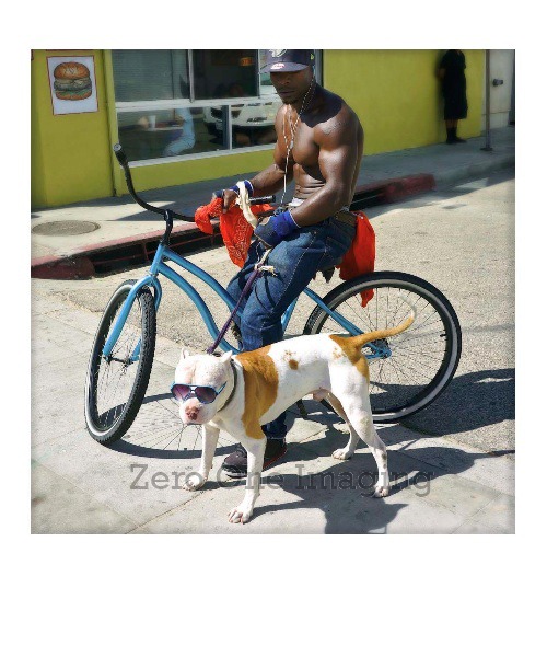 Too Cool Fido