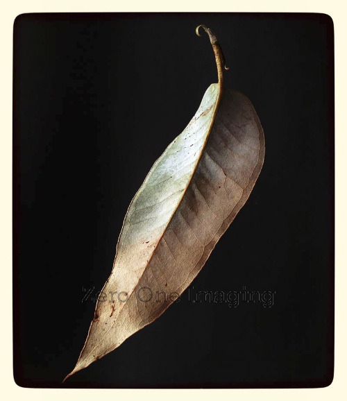 leaf3