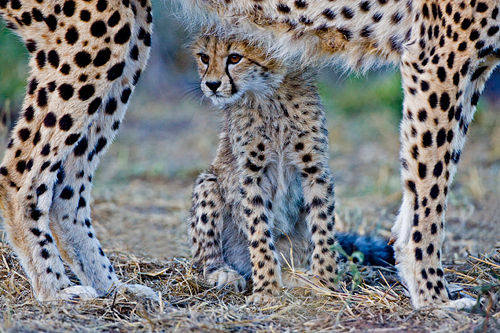 Cheetah Club with Mother by David Cantrille