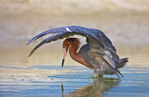 Reddish Egret Shielding Light by David Cantrille