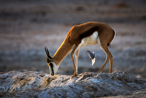 Springbok with Cape Dove by David Cantrille