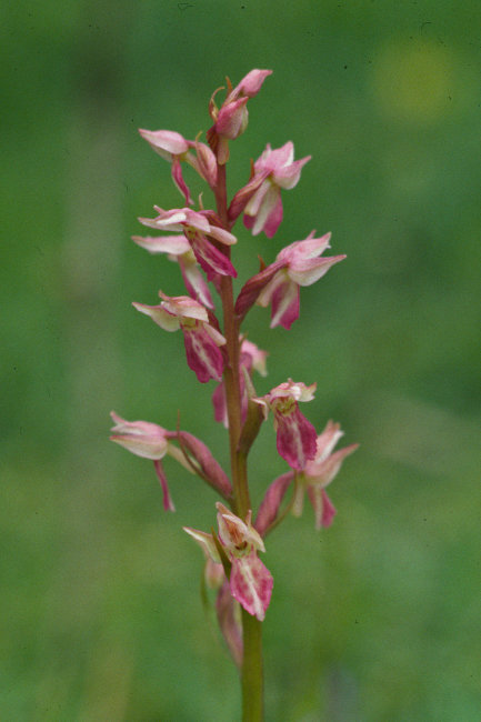 Hybrid Common Spotted x Frog Orchid - Dactylorhiza Maculata x Coeloglossum viride
