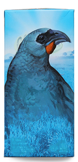 South Island Kokako