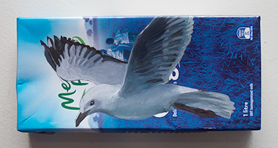 Black-billed gull
