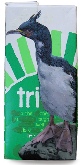 Auckland Island Shag