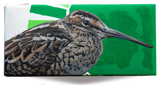Auckland Snipe