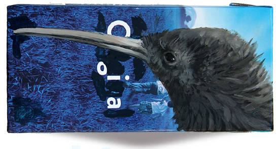 Okarito brown kiwi