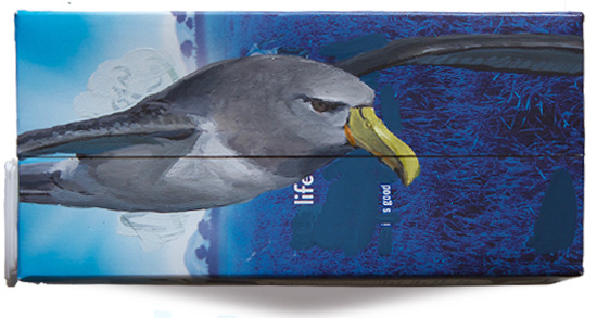 Salvin's albatross