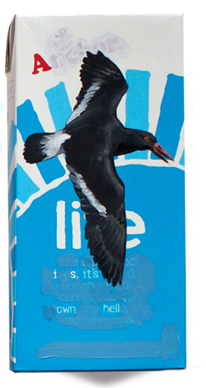 Chatham Island oystercatcher