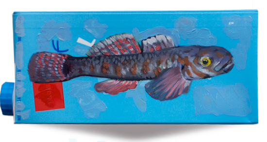 red fin bully