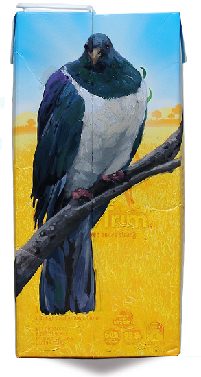 Chatham Island pigeon