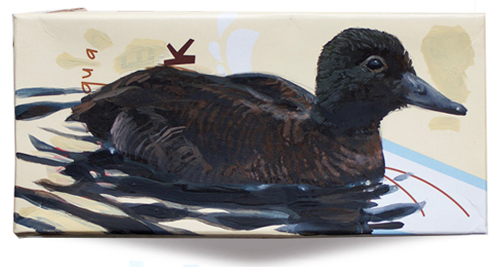 Campbell Island teal