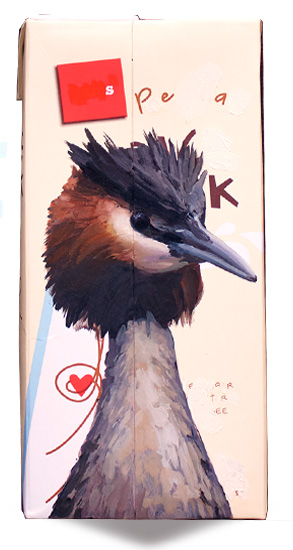 Australasian crested grebe