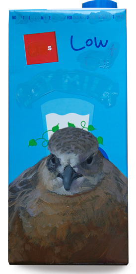 Southern New Zealand dotterel
