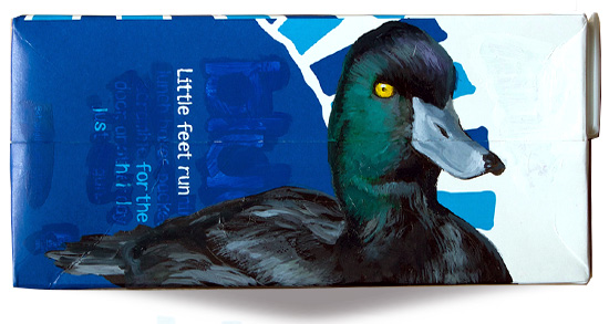 New Zealand Scaup