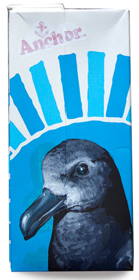 Kermadec storm petrel