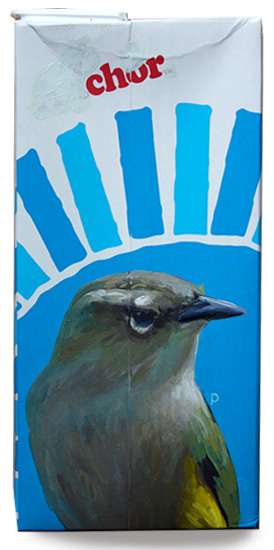 South Island Wren