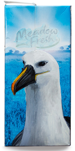 Indian yellow-nosed albatross