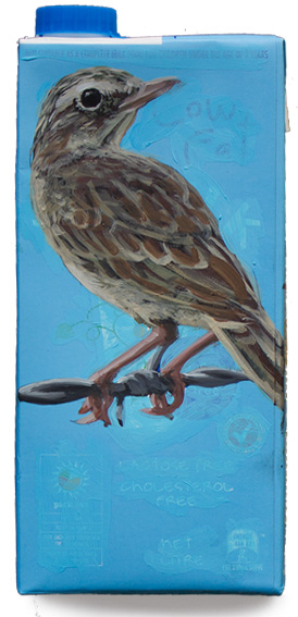 Australasian Pipit