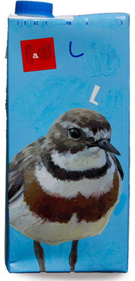 Banded dotterel