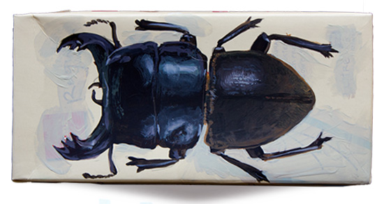 Mokohinau stag beetle