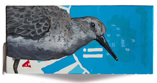 Lesser knot