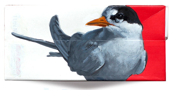 Fairy tern