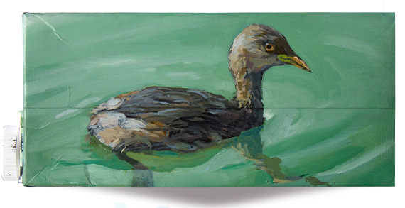 dabchick