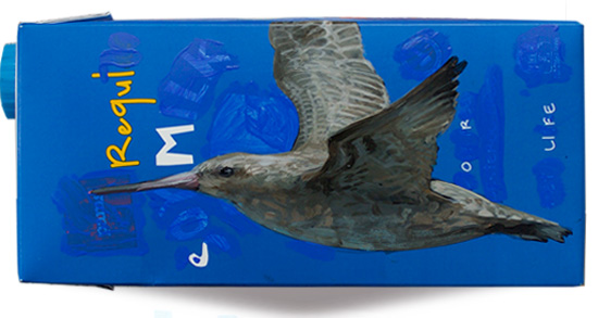 Godwit