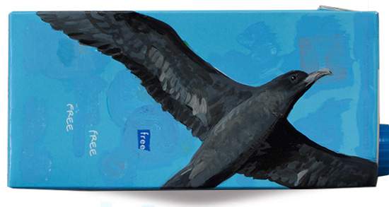 Flesh-footed shearwater