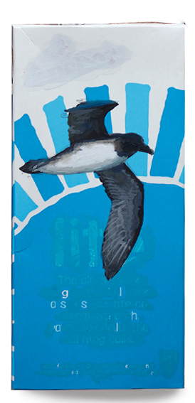 White-bellied storm petrel