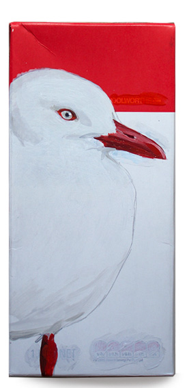 red billed gull